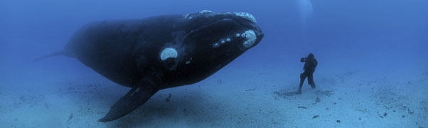 Whale and diver.jpg