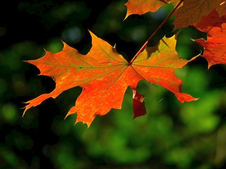 Falling leaf- Let Go-lightomega.org.jpg