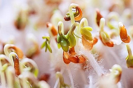 Seedlings- Spring-white-Seeds of Light by Julie-OWM-lightomega.org.jpg