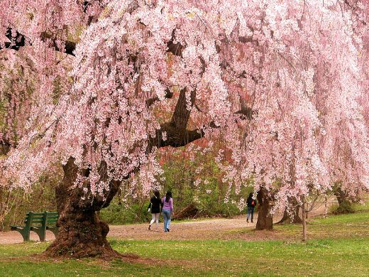 oneworldmeditations.org-cherry_blossoms wikipedia.org-wiki-Cherry_blossom-media-File-Newark_cherry_blossoms-creativecommons.orglicensesby3.0.jpg