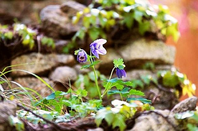 Little flower- podcast- LettingGo-ofthePast by Julie-lightomega.org-Conv-media-20140315-Letting-Go-of-the-Past.mp3.jpg