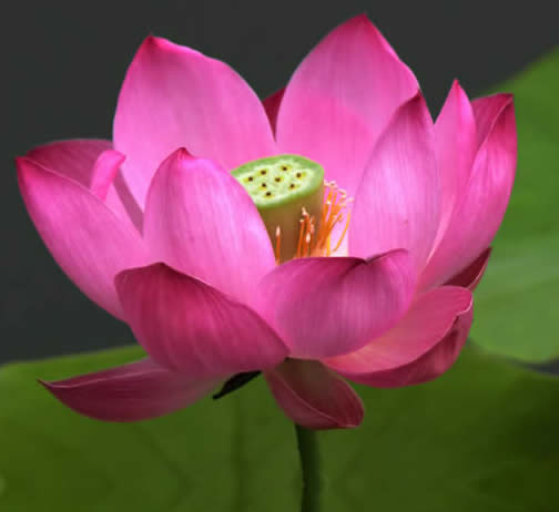 Lotus Photo by Photojoy-bigstockphoto_LOTUS-REFLECTION-SMALL-Lotus___267412_001.jpg