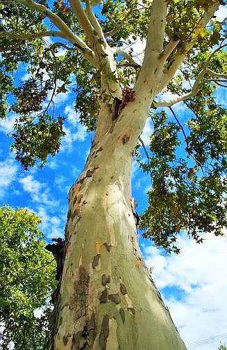 Trees- BOU Day 5 - I am You.jpg