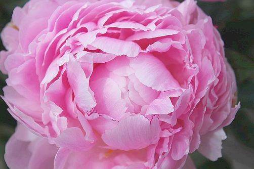 COA  77 - pink peony.jpg