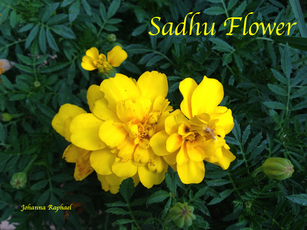For My Beloved_Sadhu Flowers_Love_Johanna.jpg