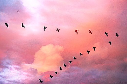 SKY-Birds-flickr-alicepopkorn-4100873011.jpg
