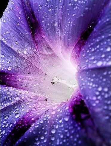 Blue Morning Glory by PiccoloNamek- en.wikipedia.org-wiki-Portal-Latin_America-Featured_picture_list--media-File-BlueMorningGloryClose.jpg- CC BY-SA 3.0.jpg