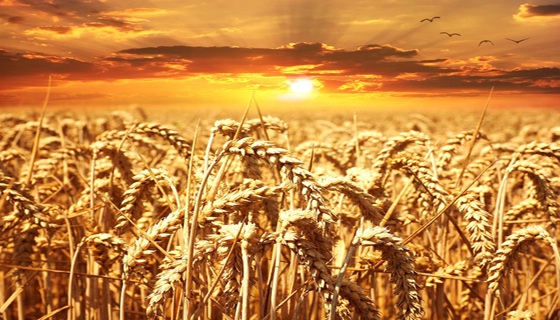 wheat-field-640960_960_720.jpg