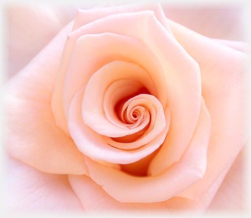 00-rose delicate2-TTHTS-Julie of Light Omega-amazon.com-dp-1533324247.jpg