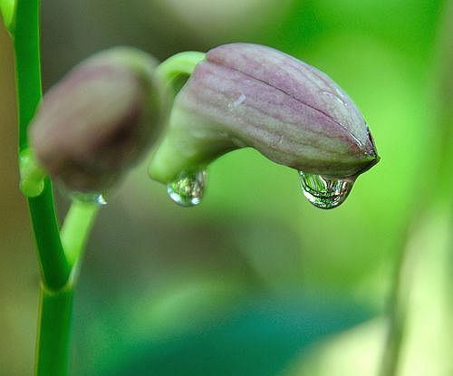 The World is Calling- Prayers for the New Earth-flower tears-flickr.com-photos-rejik-9211404747- creativecommons.org-licenses-by-nc-nd-2.0-.jpg