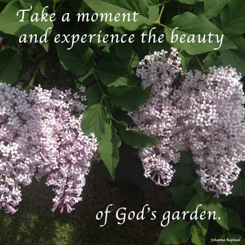 In_God's_Garden_French_Lilac_Johanna_Raphael_OEA.jpg
