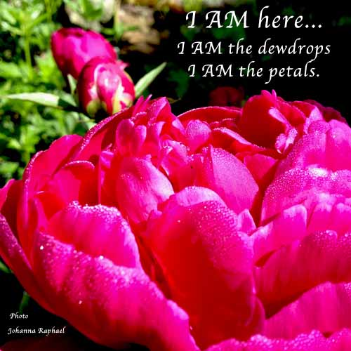 I-AM-here-dewdrops-petals-photo-Johanna-OEA.jpg
