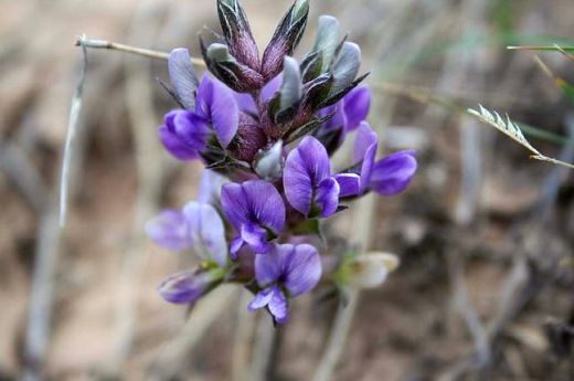 .......Timpsila -Lakota Turnip _Commons.wikimedia.org-wiki-File-Prairie_turnip,_Badlands_National_Park.jpg