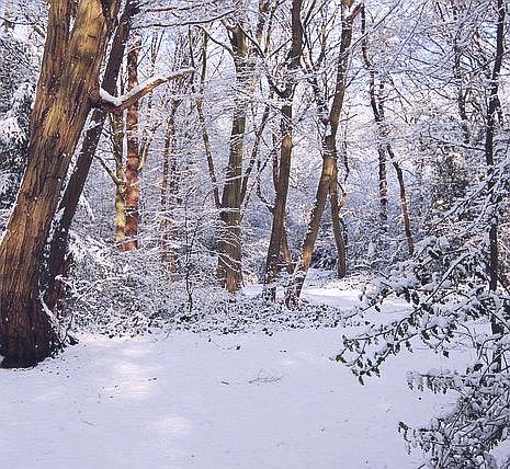 Snowed Woods.jpg