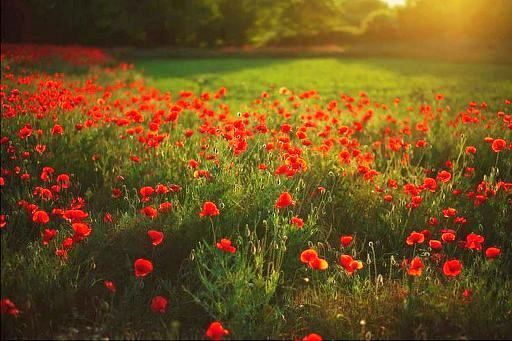 ..     oea 11-2019-poppies sunset..JPG