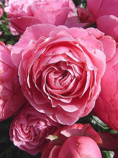 roses-pink.jpg