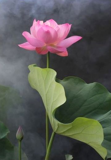 .               Lotus - Copyrighted by Bahman Farzad - lotusflowerimages.JPG