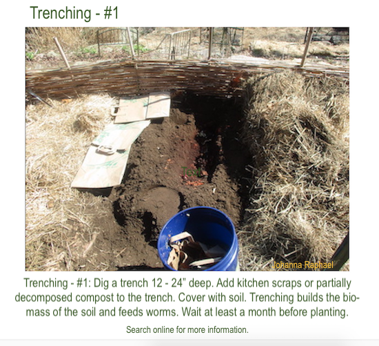 Trenching 1 build biomass.png