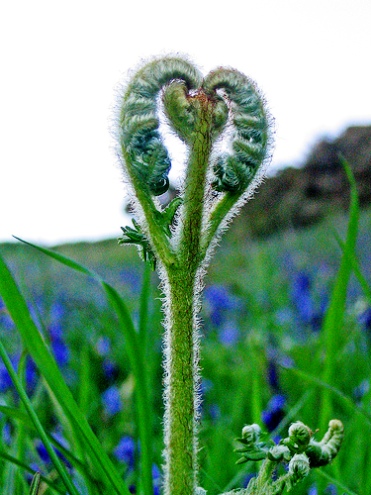 Heart-Blubell-flickr.com-photos-joysaphine-2957313631.jpg