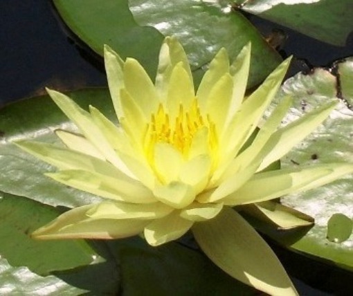 YellowLotus-SundayGatheringSatsang-LightOmega.org.JPG