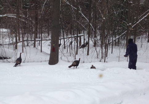 Elijah and the Wild Turkeys.jpeg