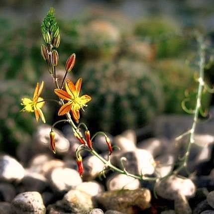 Flower-Desert-credit-flickr-Arne Halvorsen-4035501788.jpg