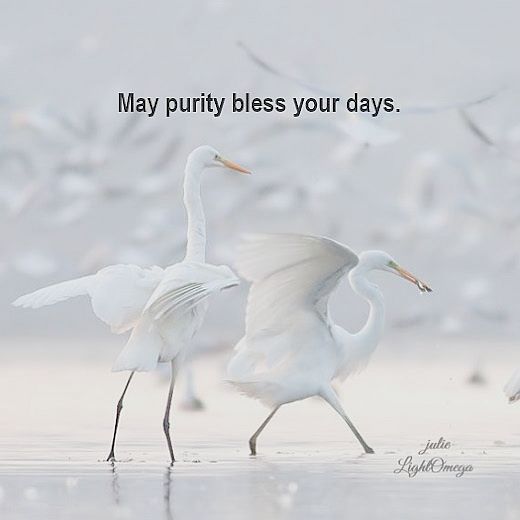 May purity bless-525x525-lightomega.org-posters-Light-Omega-Posters-3.html.jpg