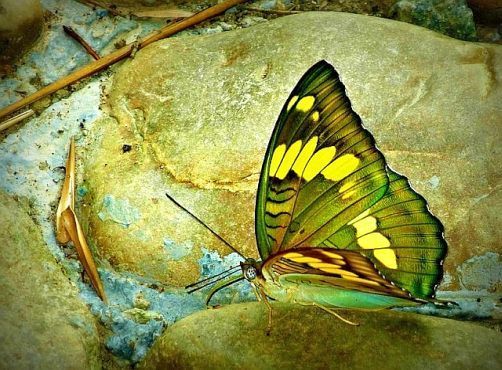 Butterfly-oneworldmeditations.org.jpg