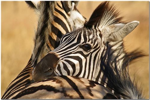 ZebraBabyFlickr-photos-kh-67-3008872684-creativecommons.org-licenses-by-nc-nd-2.0.jpg