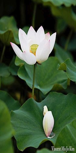 Young Lotus-bud- vincent mu jo kim 4-2015-facebook.com-vincent.m.kim.5.jpg