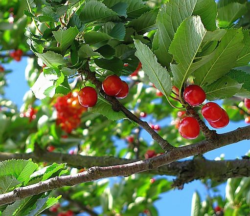 cherry tree-lightomega.org-Sacred-Relationship-with-Food.jpg