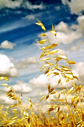 SKY_WHEAT-flickr-jmrogado-9487879228.jpg