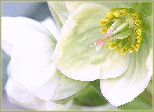 White Flower- Spiritual Awakening of the Earth-lightomega.org.jpg