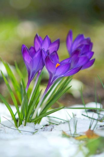 crocus-CHANGING CONSCIOUSNESS CHANGING THE WORLD-OneWorldMeditations.org.jpg